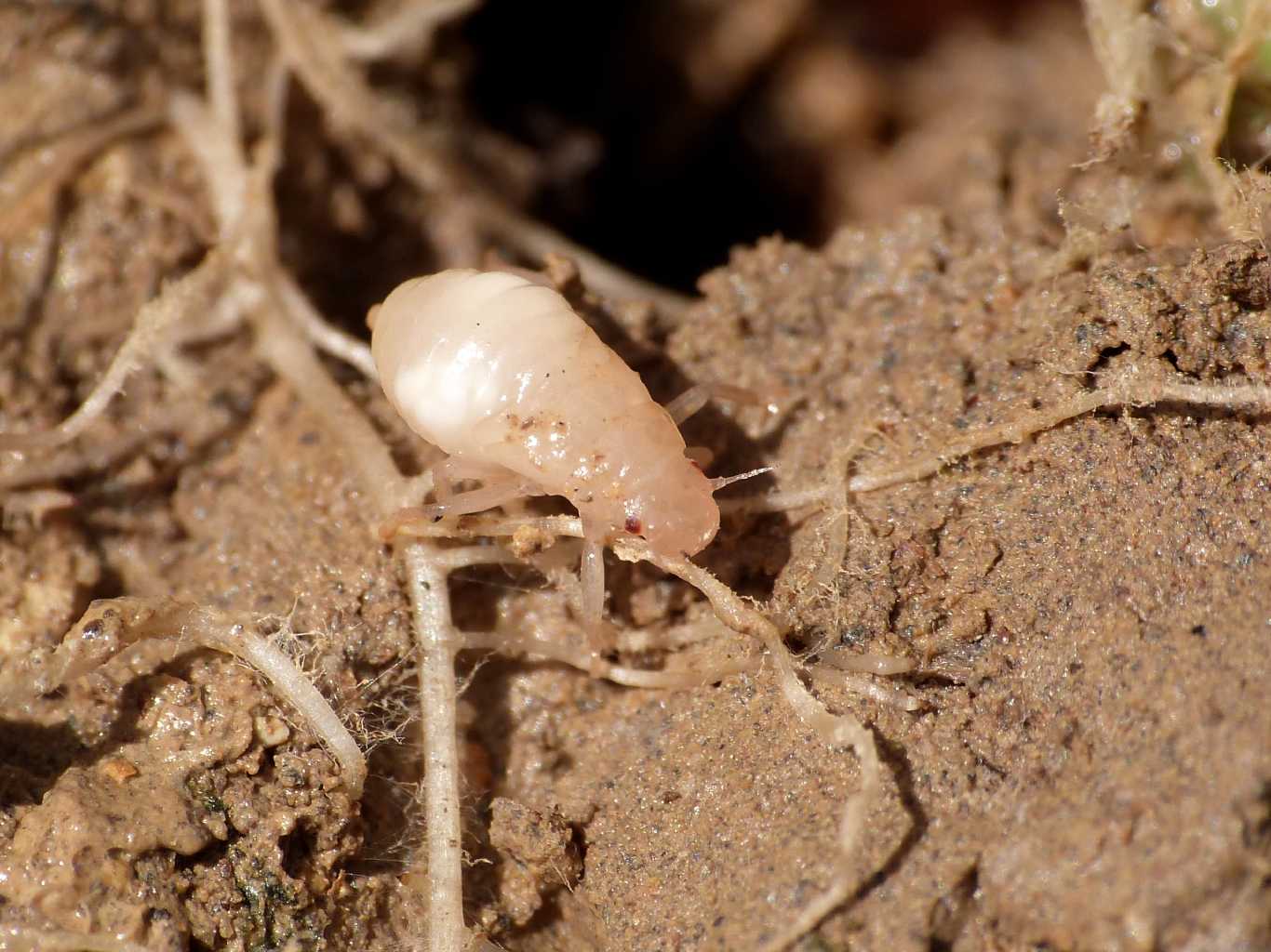 Nella schiuma: giovani ninfe di Cercopis sp. - S. Severa (RM